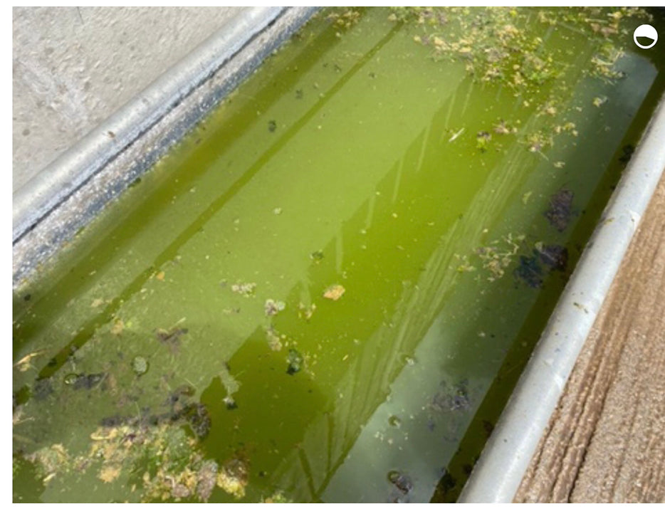 Water Treatment (1 litre)