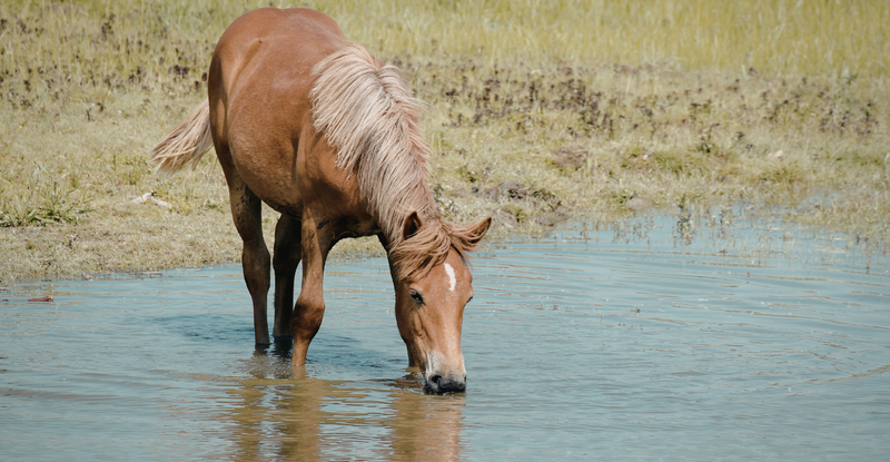 Every Sip Counts: How to Encourage Your Horse to Drink More Water