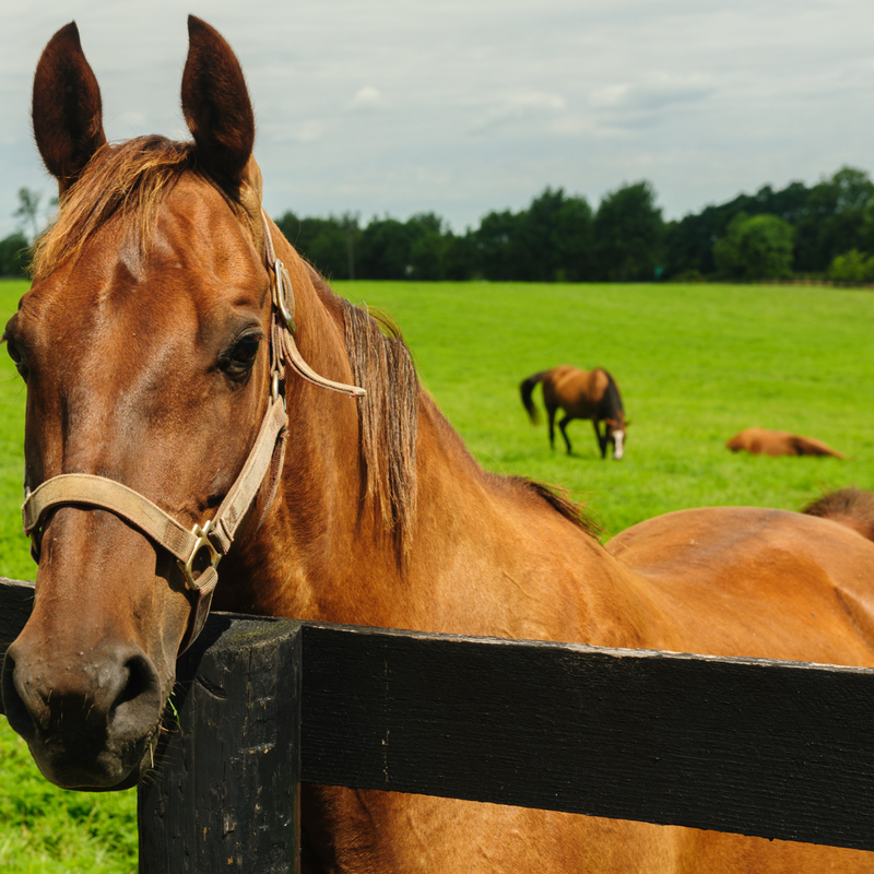 Protecting Your Horse When Competing Abroad: Why Biosecurity Matters for Immunosuppressed Horses