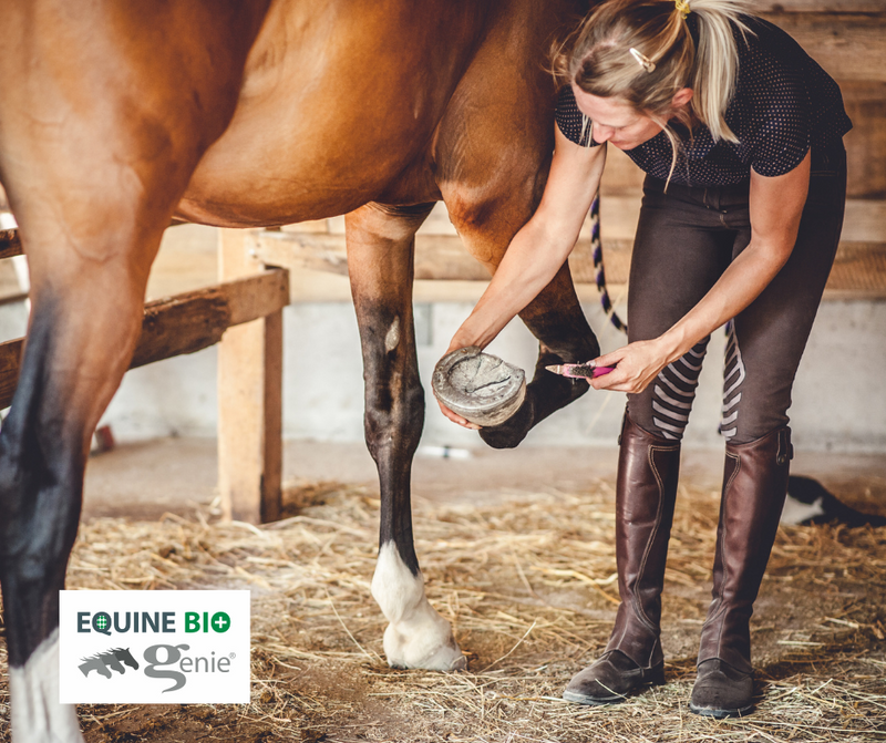 Say Goodbye to Thrush: How to Prevent and Treat Equine Thrush