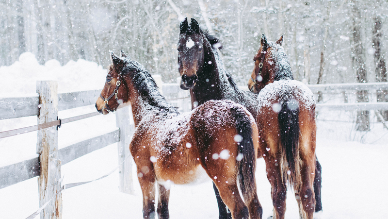 Winter Warning: The Hidden Threats Lurking in Your Horse’s Stable