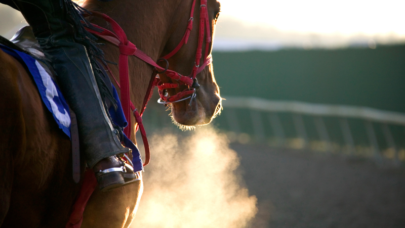 Aspergillus in Horses: How to Protect Your Stable and Your Horse’s Health